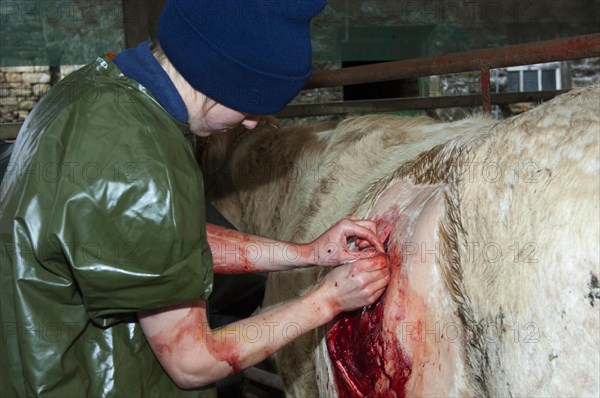 Cattle farming