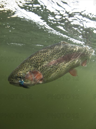 Rainbow trout