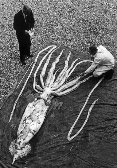 Giant squid