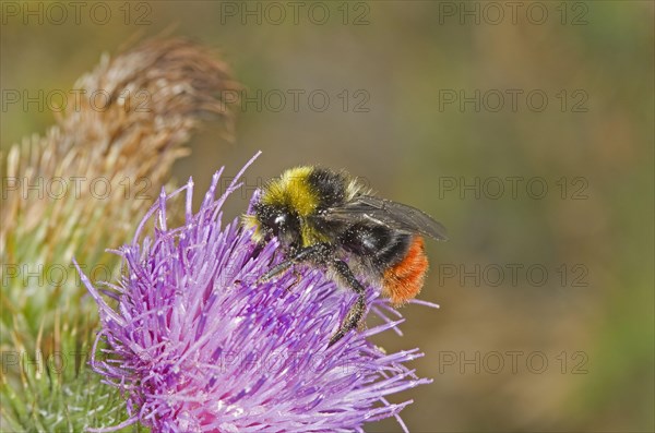 Stone bumblebee