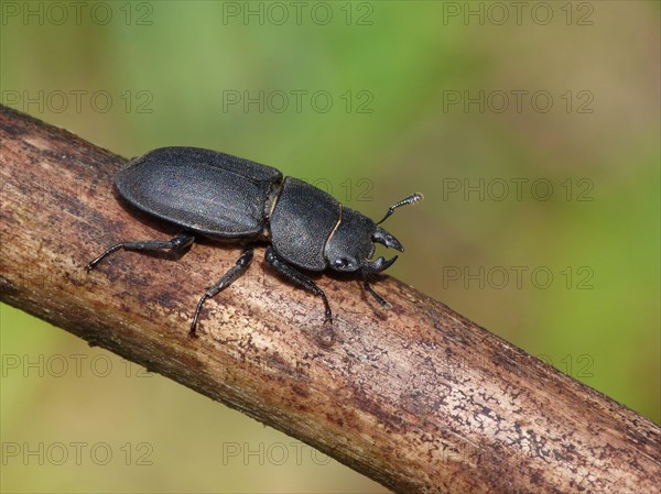 Lesser Stag Beetle