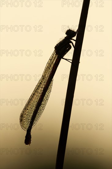 Early damselfly