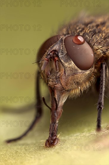 Cluster Fly