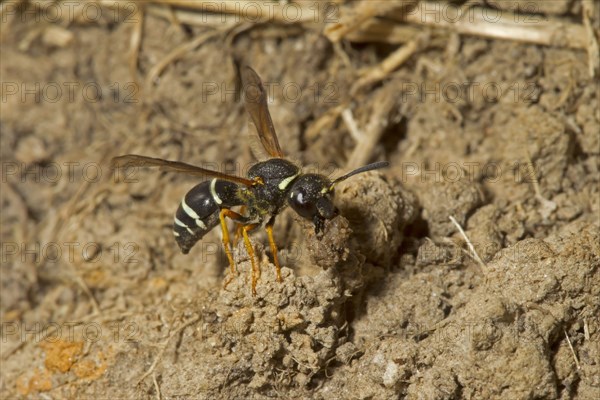 Fen Mason Wasp