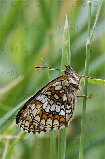 Heath Fritillary