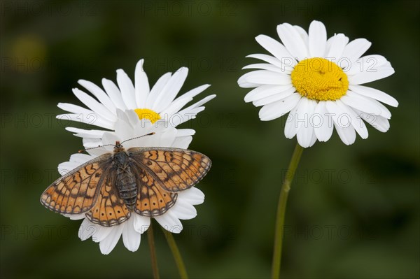 Marsh fritillary