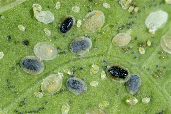 Cabbage moth scale insect