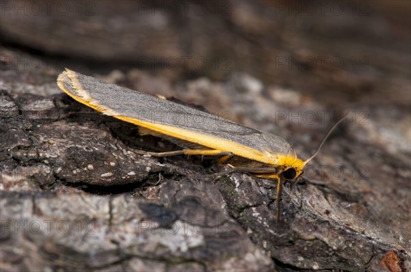 Common Footman