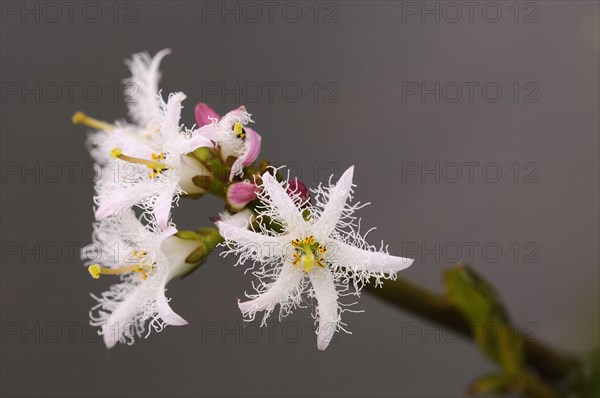 Bogbean