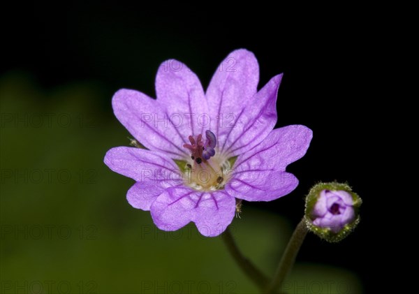 Pyrenean Cranesbill