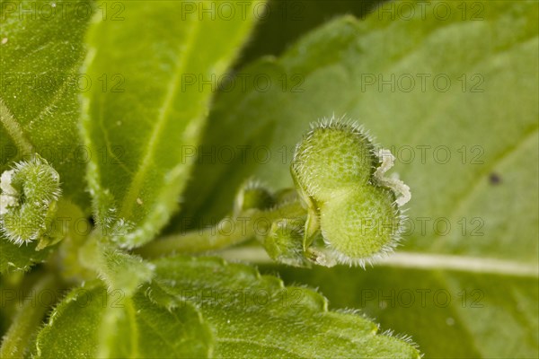 Dog's mercury