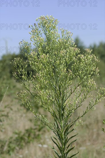 Canadian horseweed