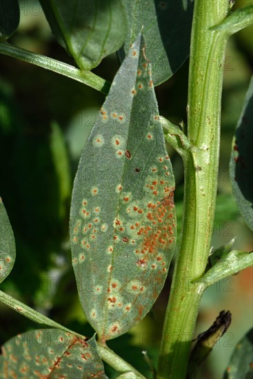 Broad bean rust