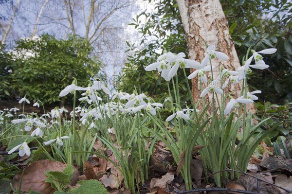 Common snowdrop