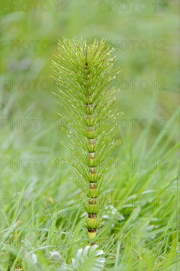 Field Horsetail