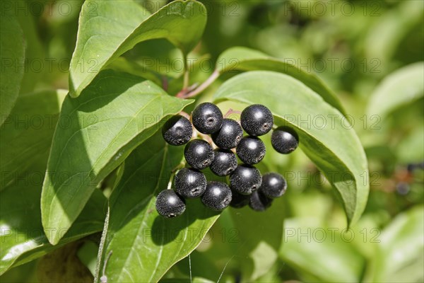 Common common dogwood