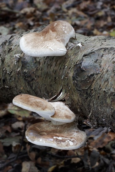 Birch polypore