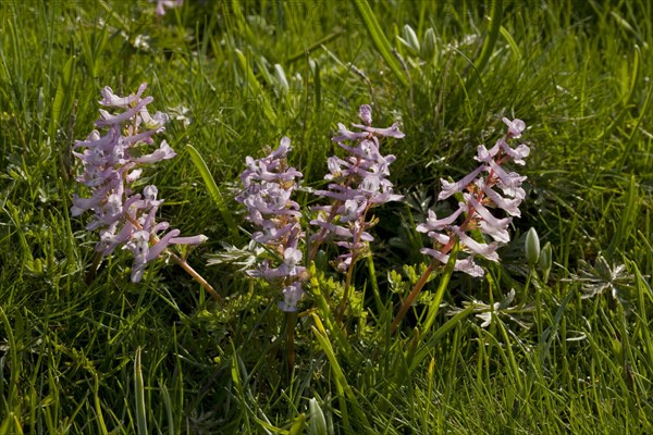 Fingered Larkspur