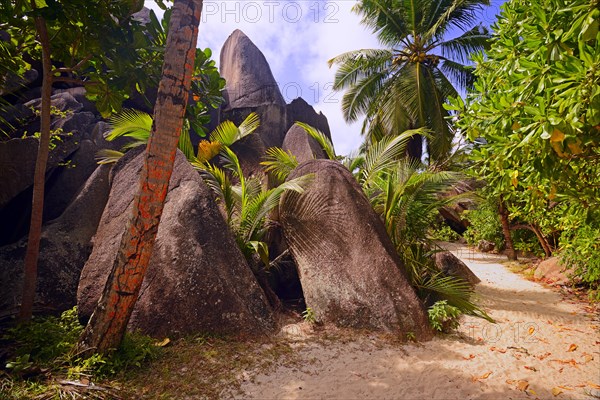 Palm trees and granite rocks on the dream beach Source d'Argent