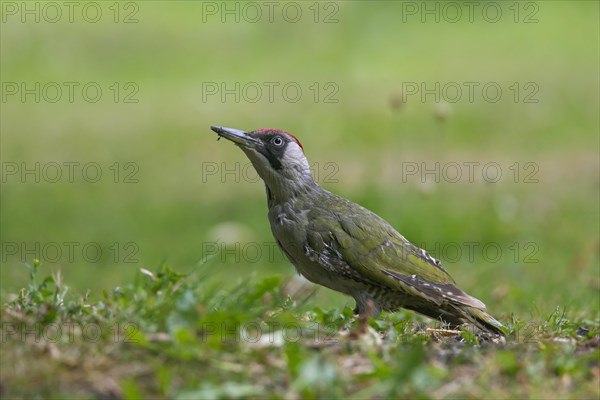 Green woodpecker