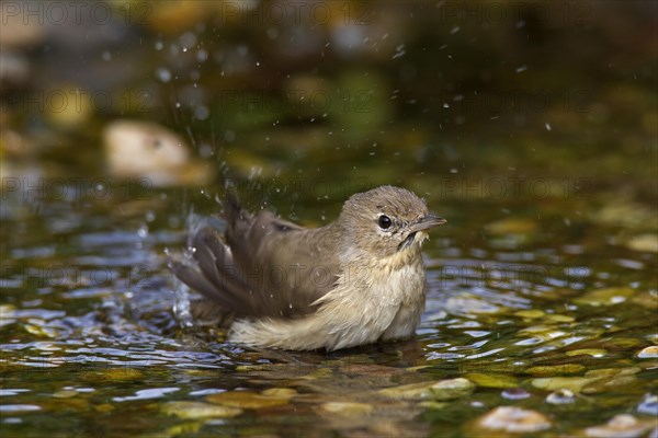 Garden warbler