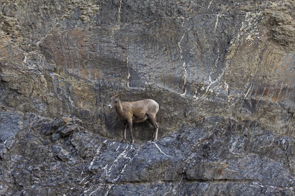 Bighorn sheep