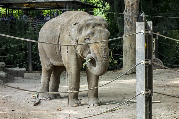 Asian elephant