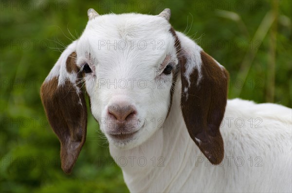 Boer goat