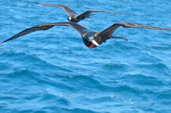 Magnificent Frigatebird