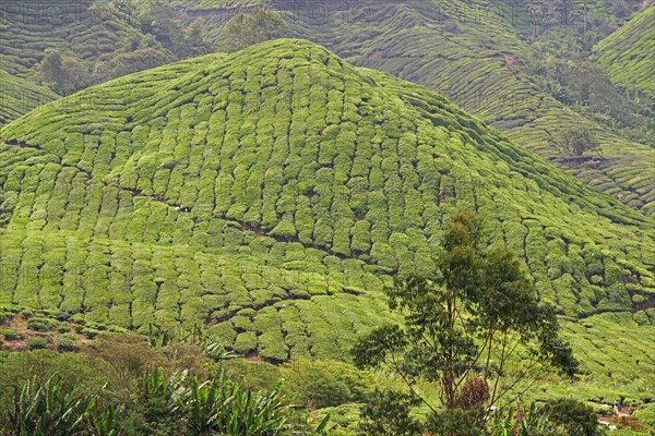 Tea Plantation