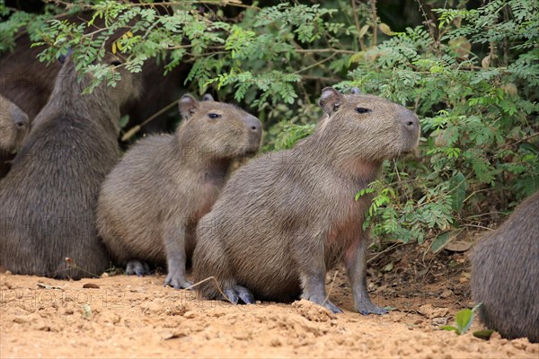 Capybara