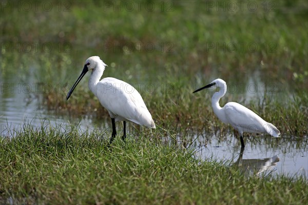 Eurasian spoonbill