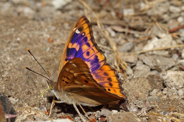 Lesser Schiller Butterfly