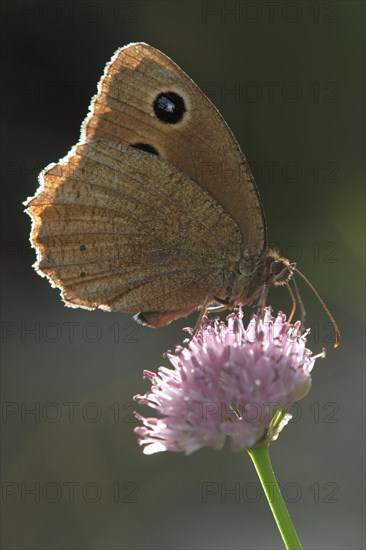 Blue-eyed Forest Porter