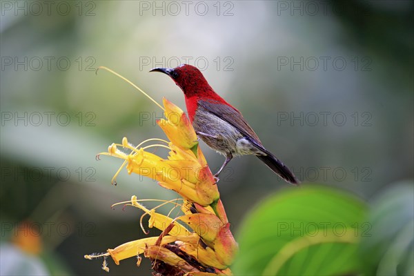 Crimson sunbird