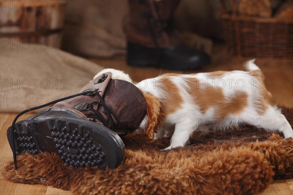 Cavalier King Charles Spaniel