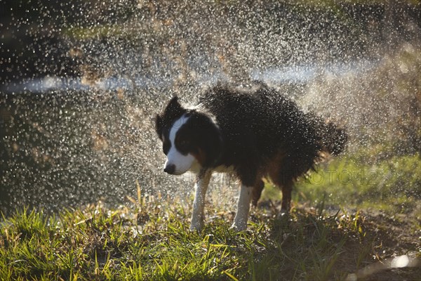 Australian Shepherd