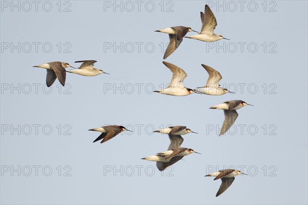 Wilson's Phalarope