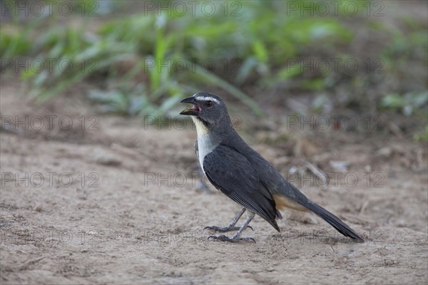 Greyish greyish saltator