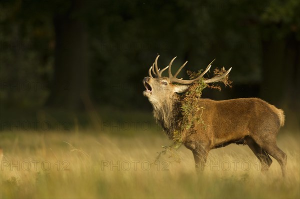 Red deer