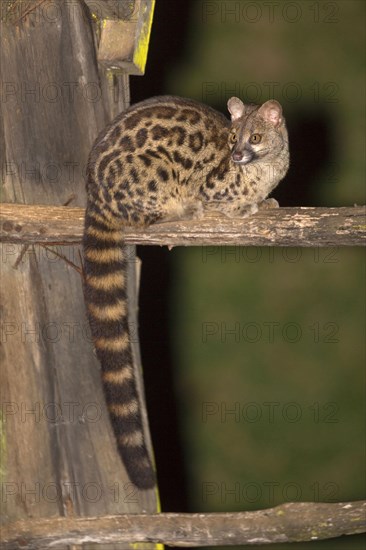Rusty-spotted Genet adult