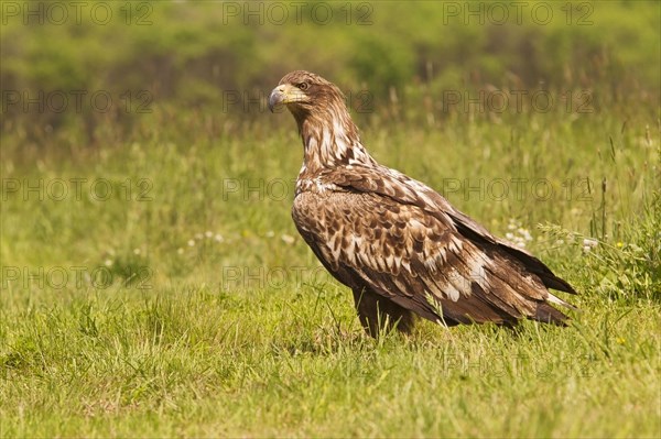 White-tailed Eagle