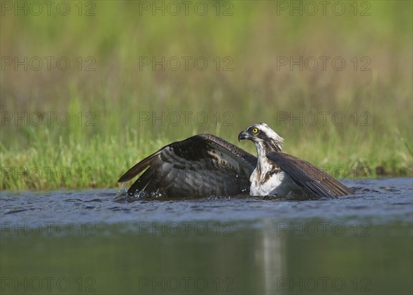 Osprey