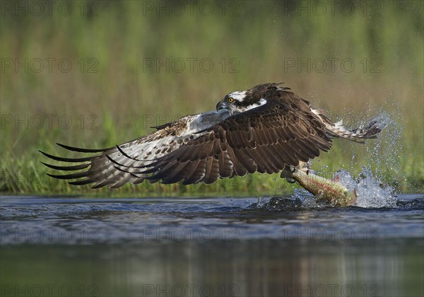 Osprey