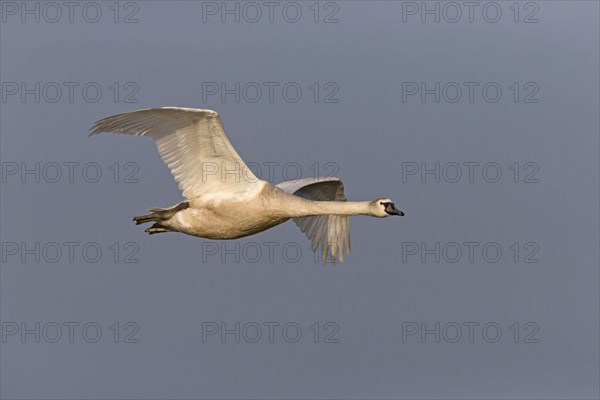 Mute Swan