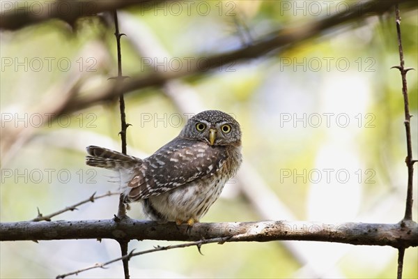 Cuban Pygmy-owl