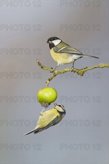 Great Tit