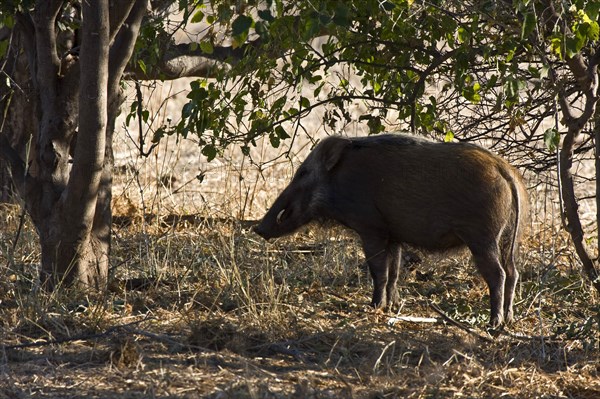 Bush pig