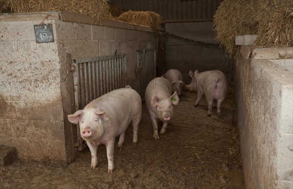 Pig farming