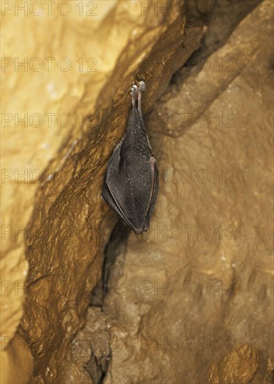 Little lesser horseshoe bat
